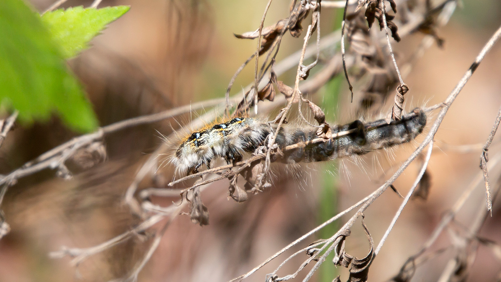 Eastern tent caterpillar crawling on a twig