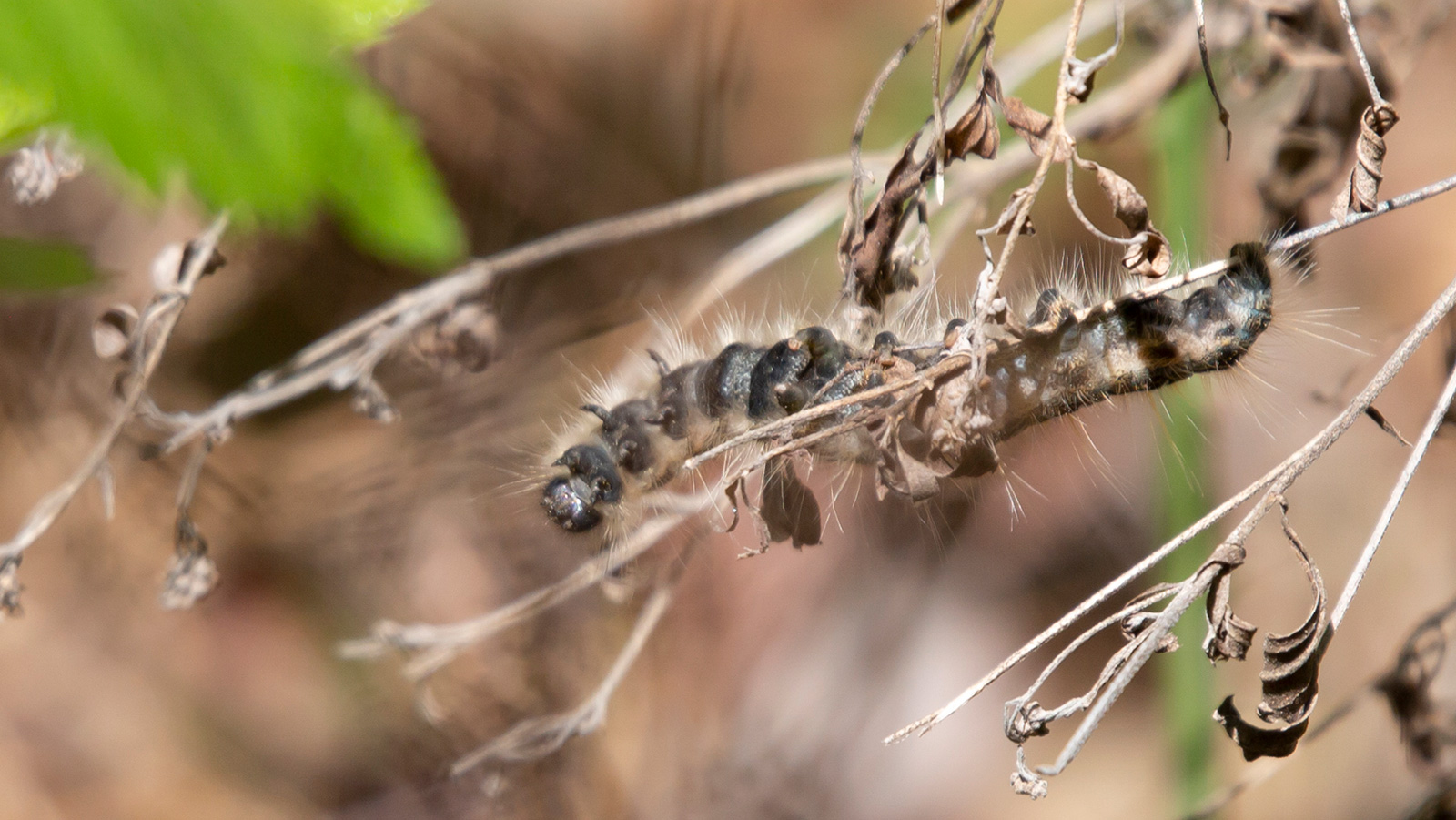 Eastern tent caterpillar crawling on a twig