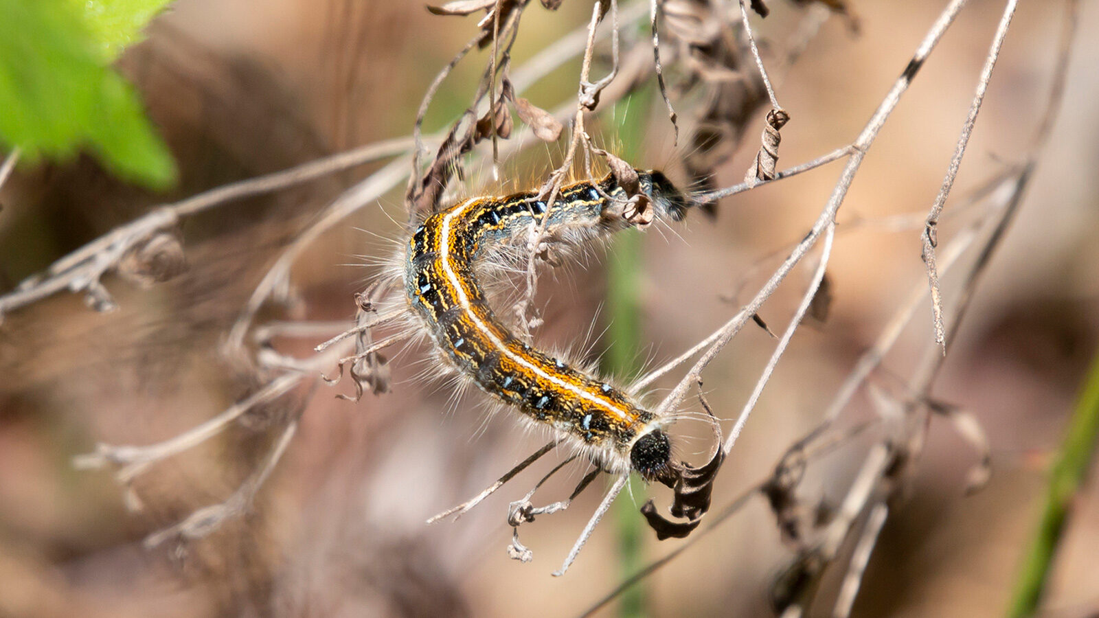 Eastern tent caterpillar crawling on a twig