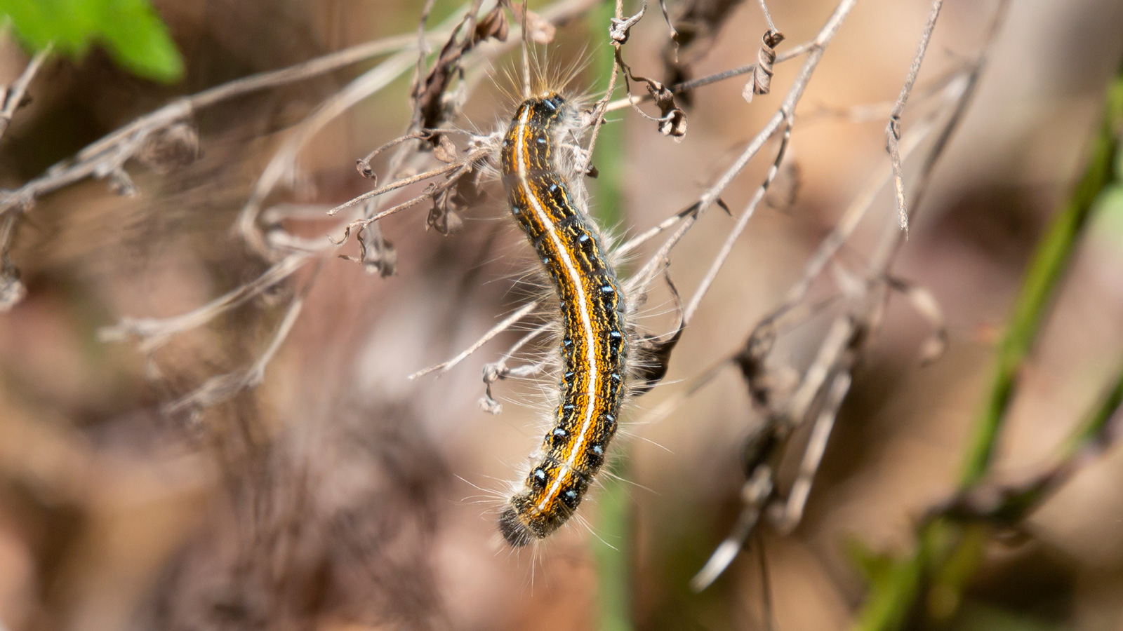 Eastern tent caterpillar crawling on a twig