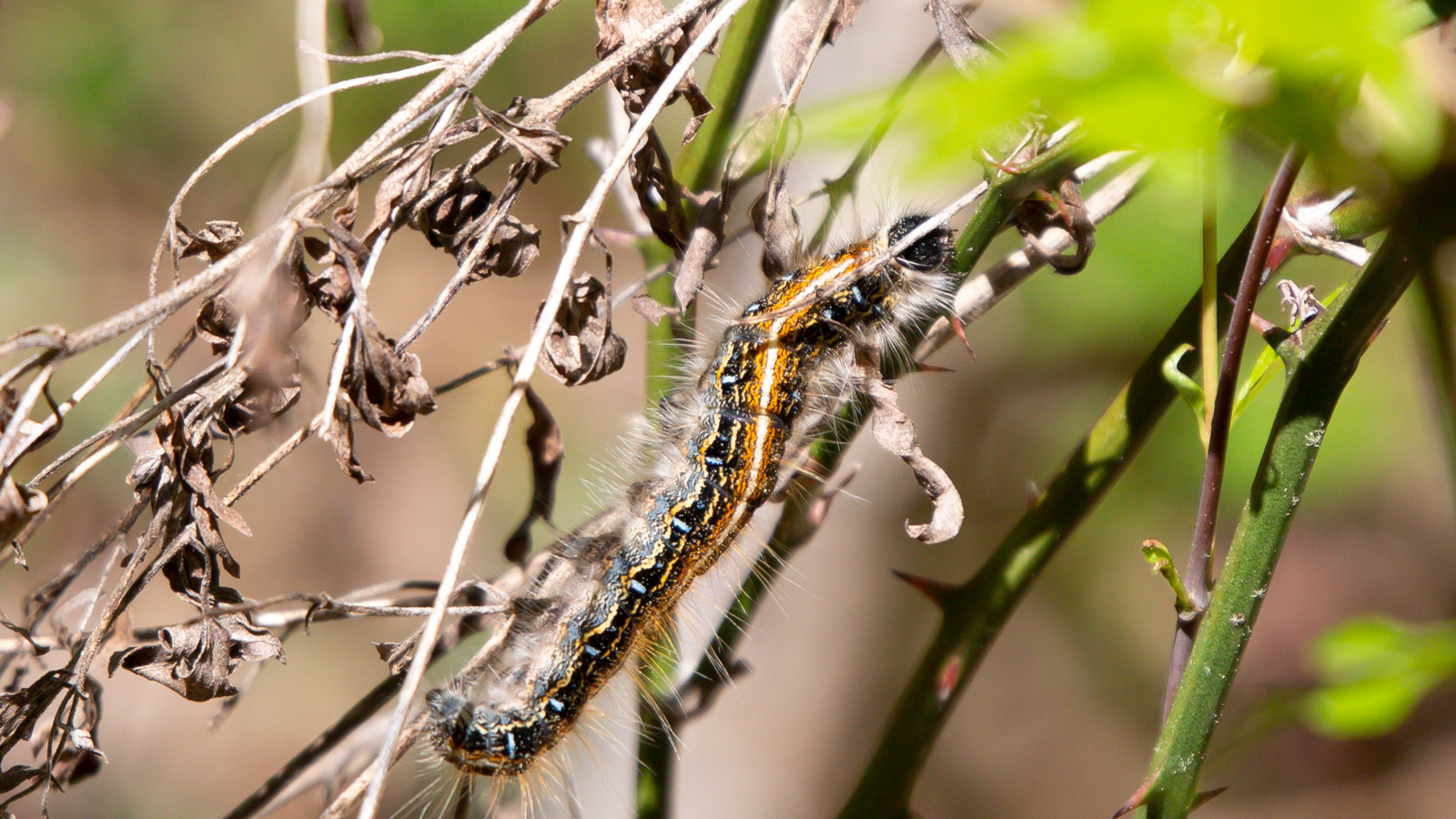 Eastern Tent Caterpillar