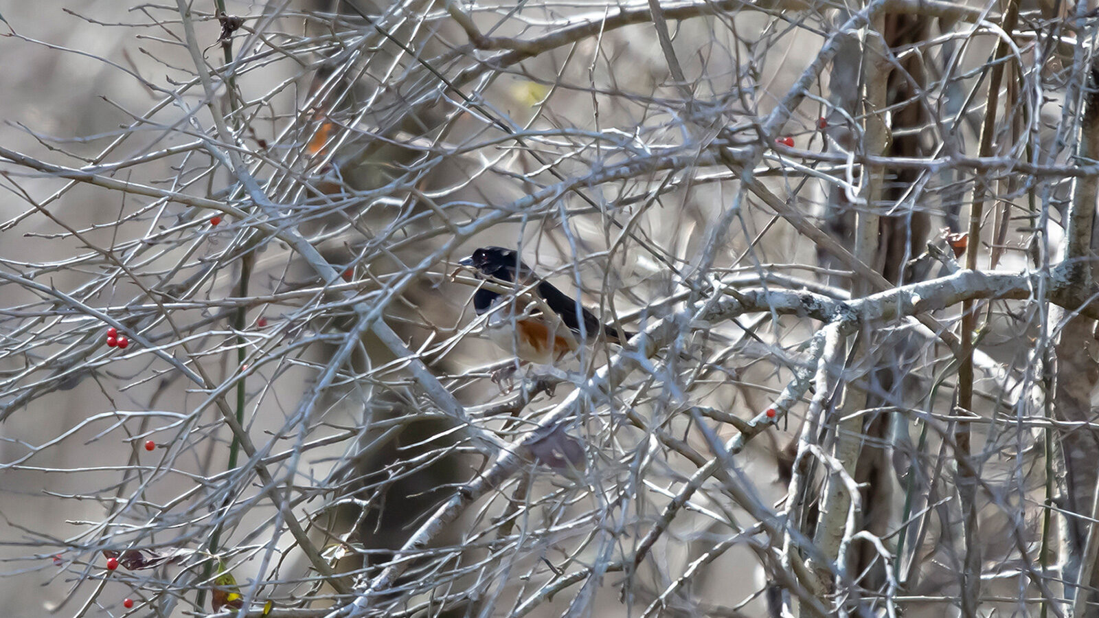 Male eastern towhee perched in a bare tree