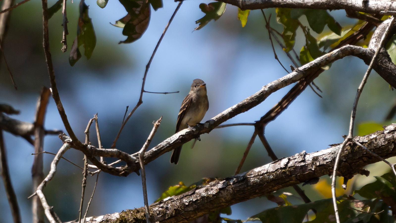 Eastern wood-pewee perched on a branch