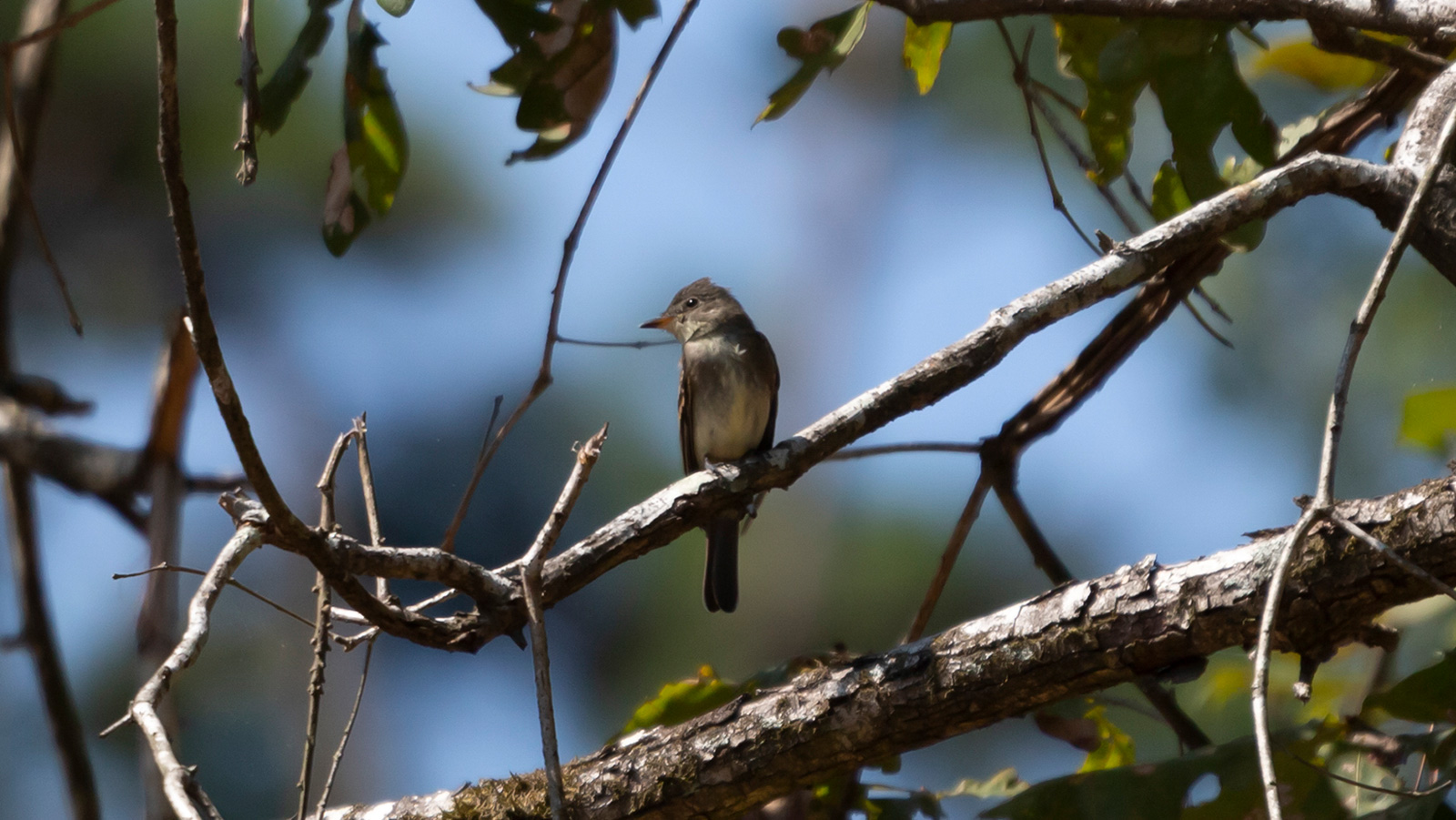 Eastern Wood-Pewee
