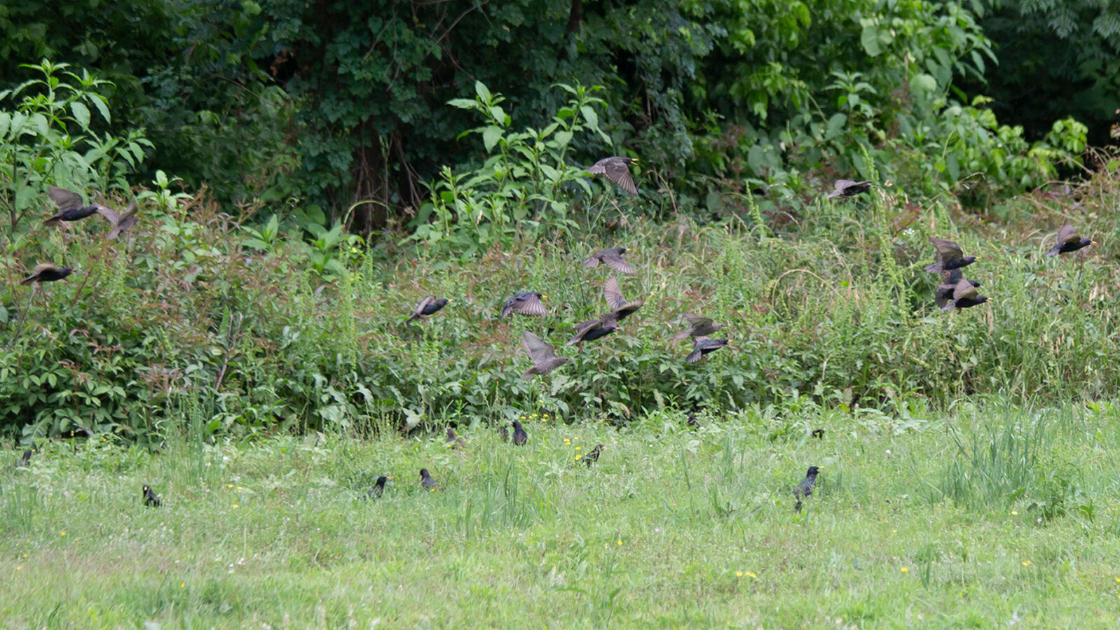 European starlings flying low