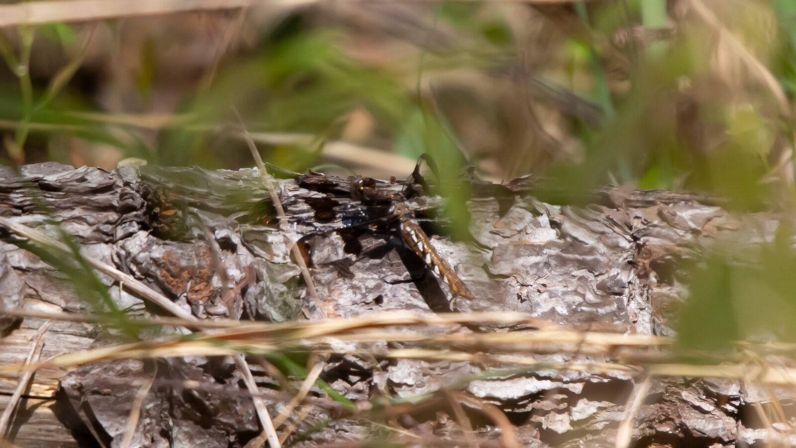 Common Whitetail
