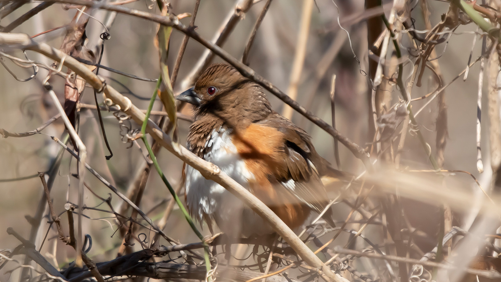 Female eastern towhee perched on bramble
