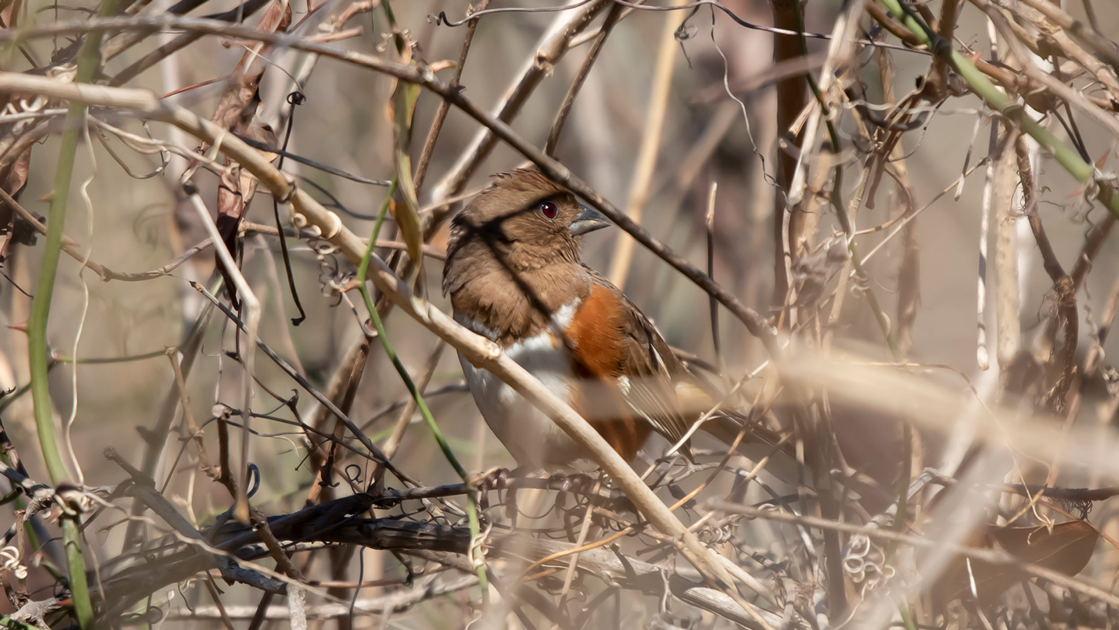 Female eastern towhee looking around