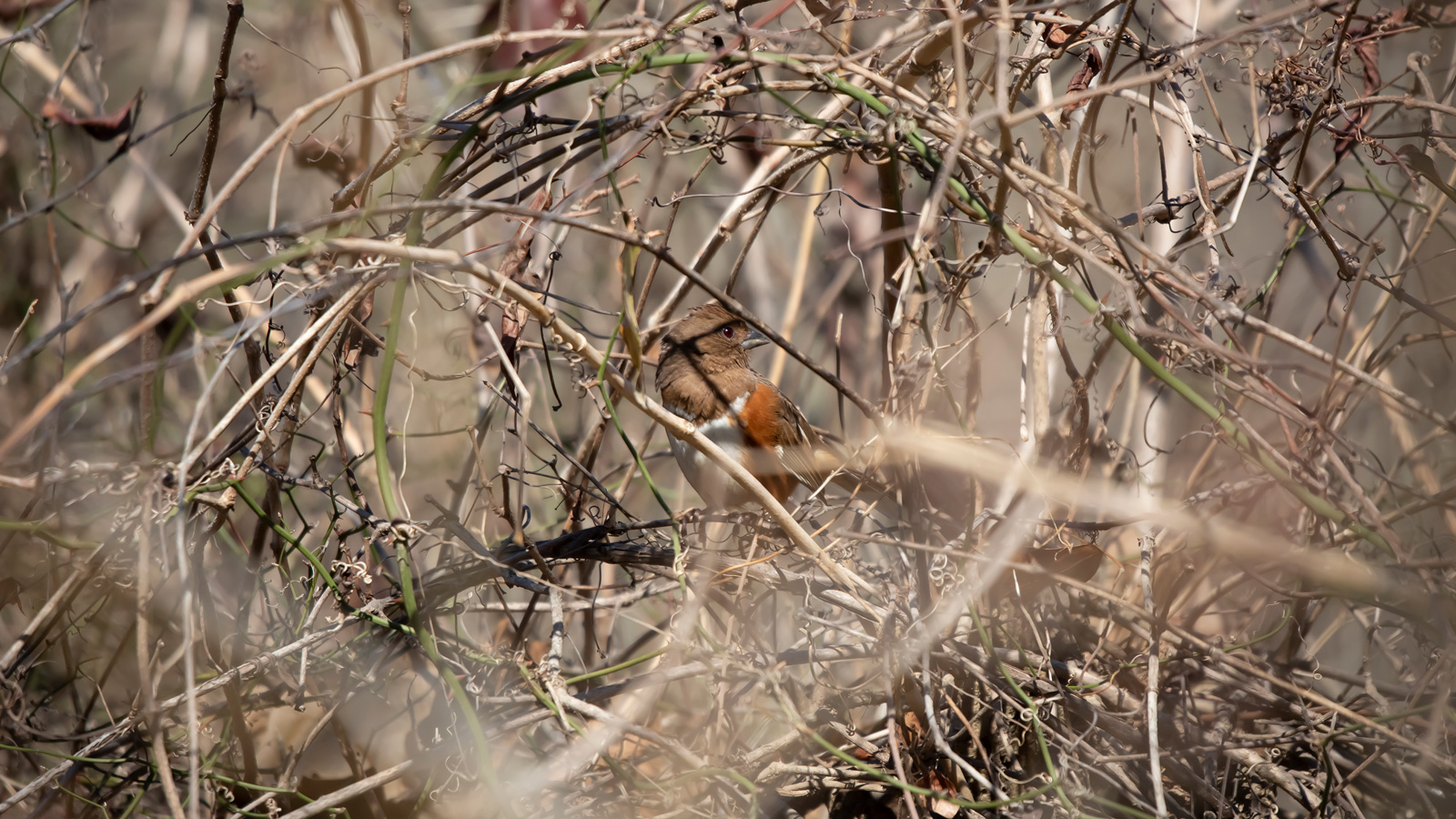 Eastern Towhee