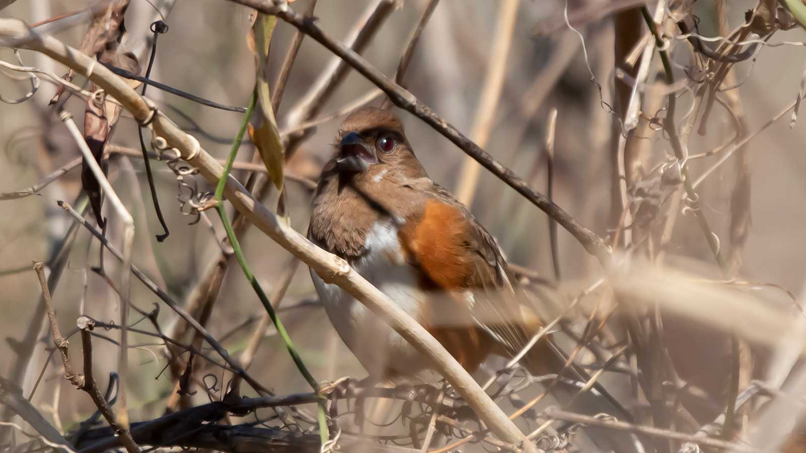 Female eastern towhee perched on bramble