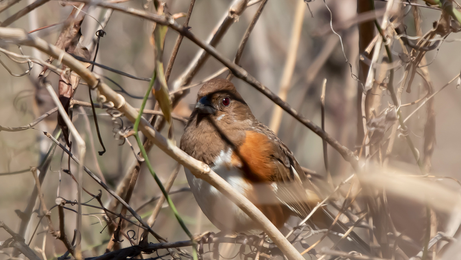 Female eastern towhee perched on bramble