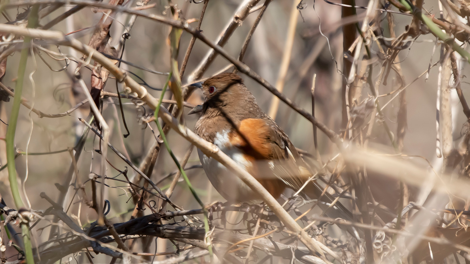 Female eastern towhee perched on bramble