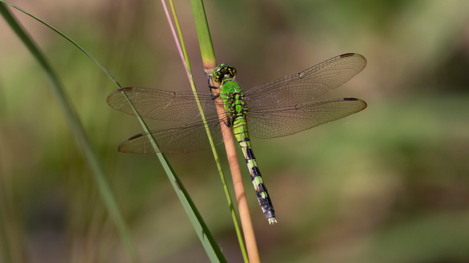 Female eastern pondhawk standing on a blade of grass