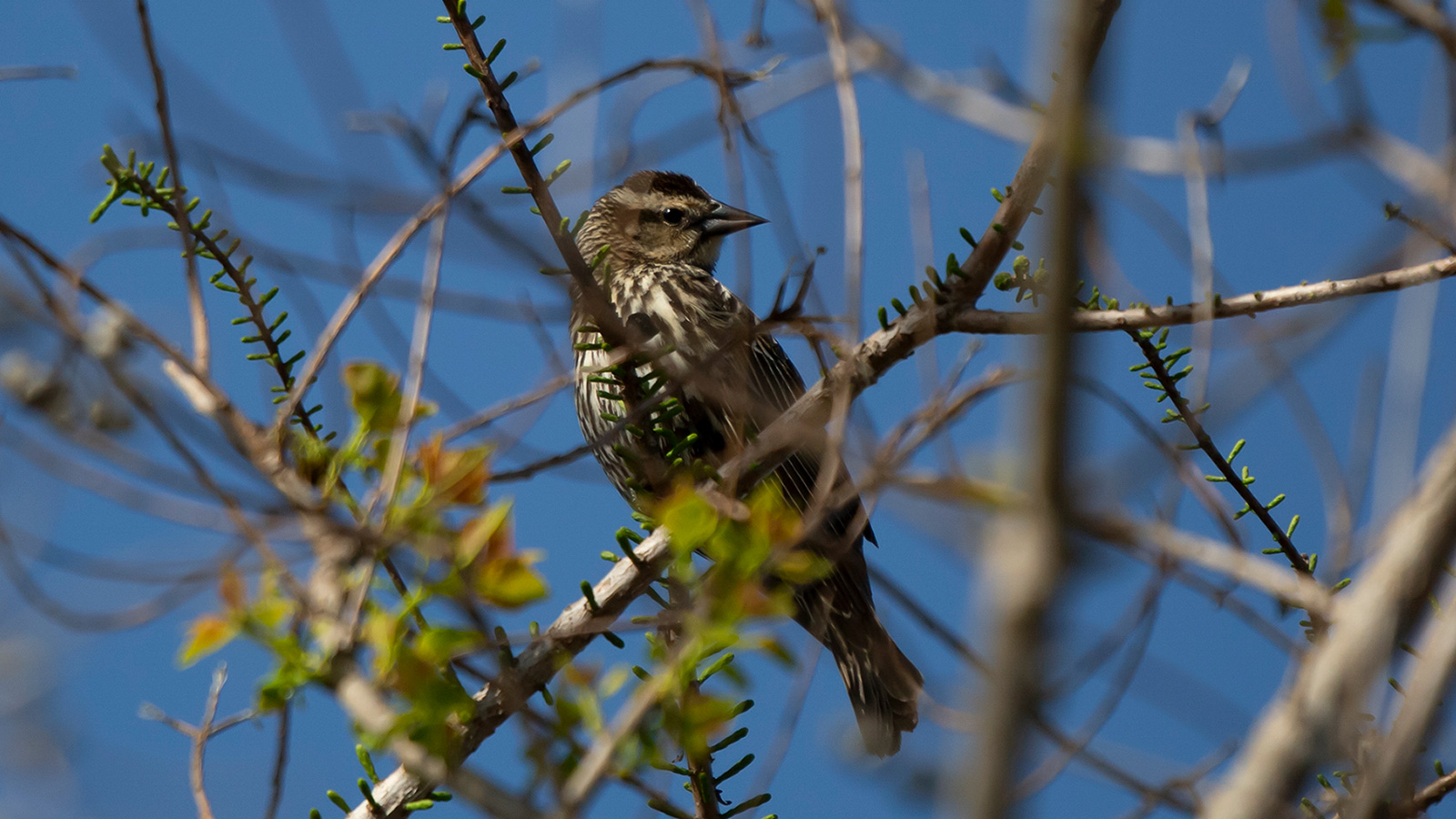 Female red-winged blackbird looking around from its perch on a tree branch