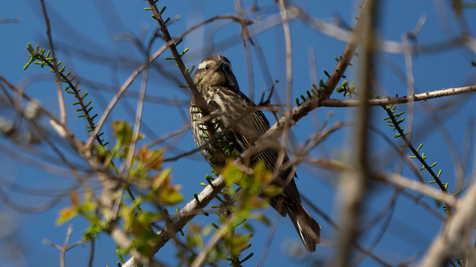 Female red-winged blackbird looking out majestically from its perch on a tree branch