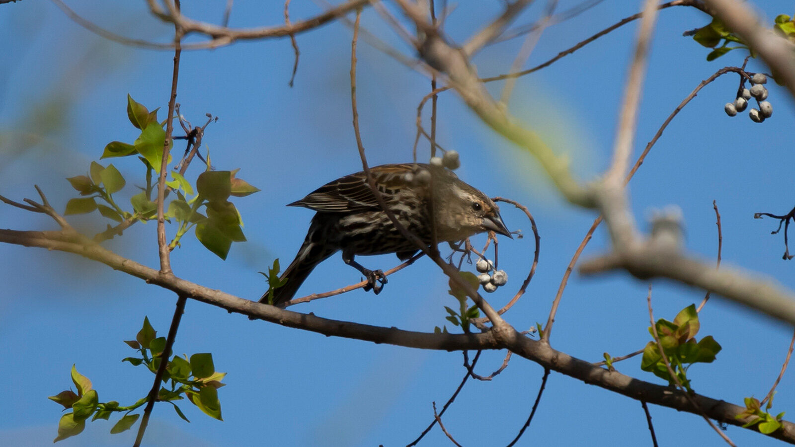 Female red-winged blackbird on a tree branch