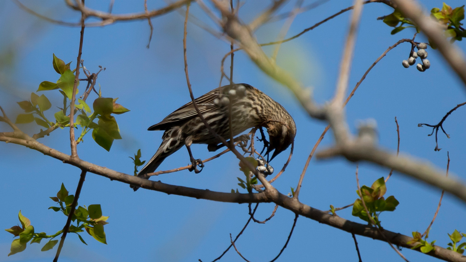 Female red-winged blackbird foraging for food on a tree branch