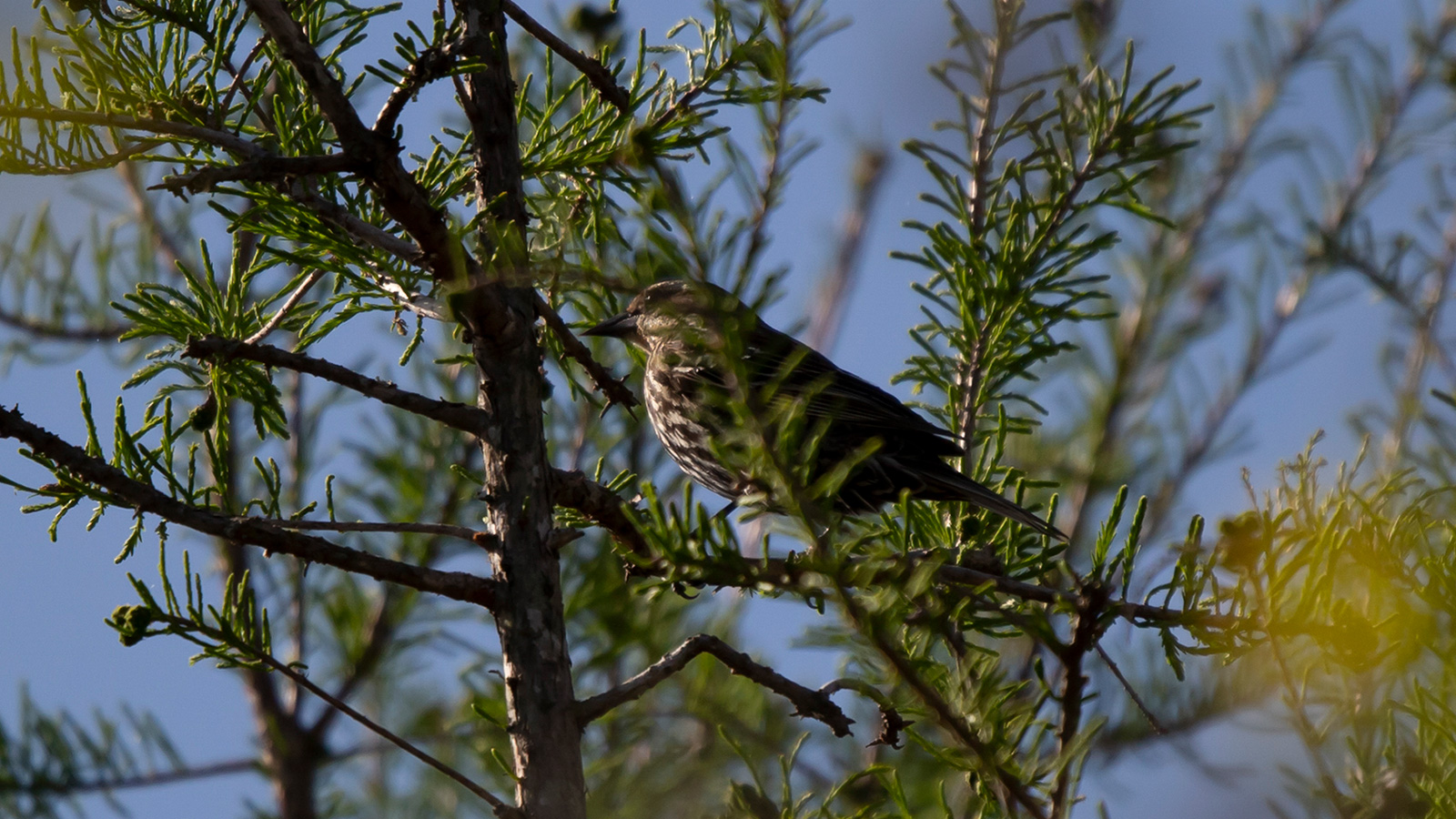 Female red-winged blackbird perched in a tree