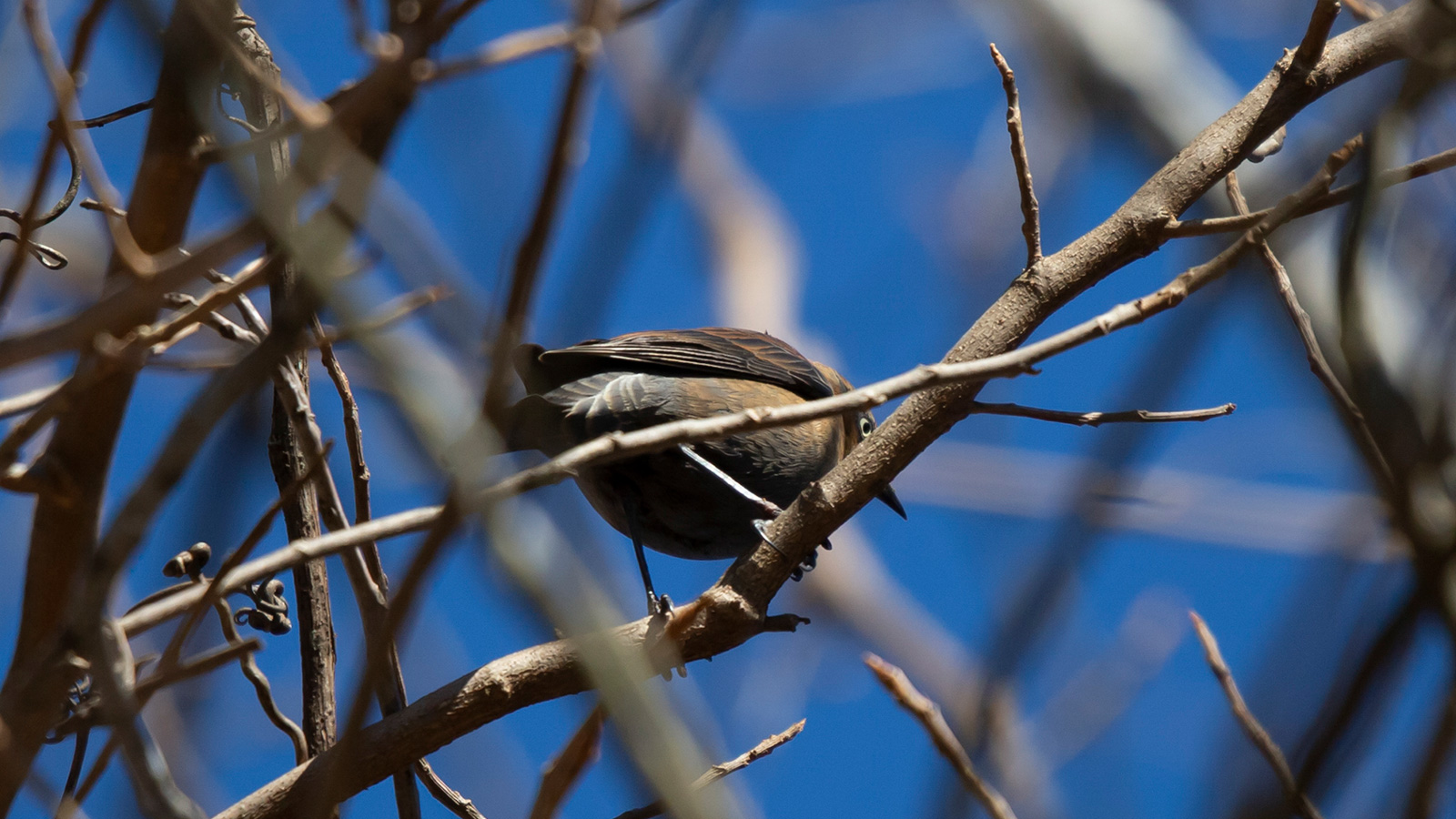 Rusty Blackbird