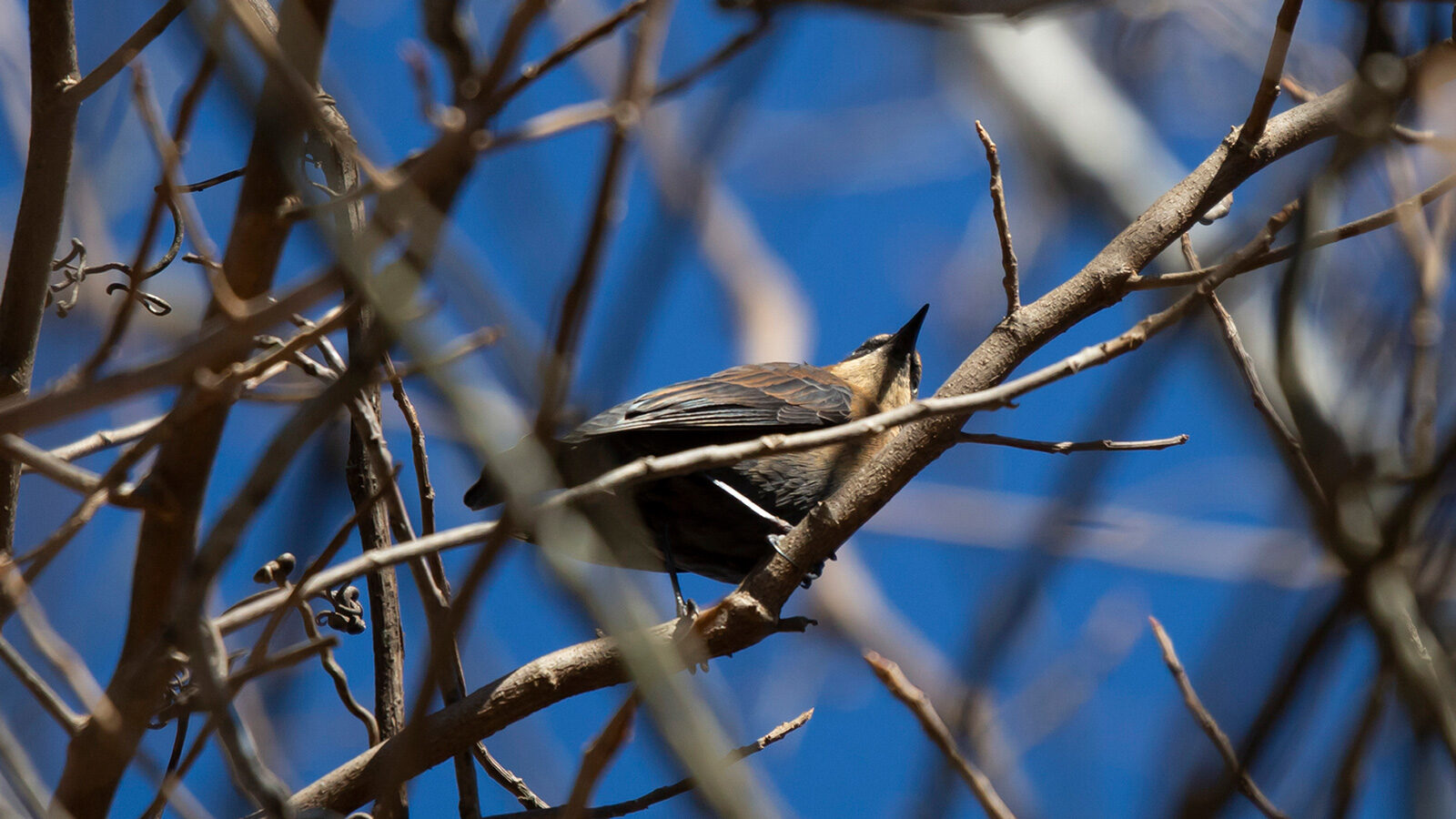 Female rusty blackbird perched on a bare limb