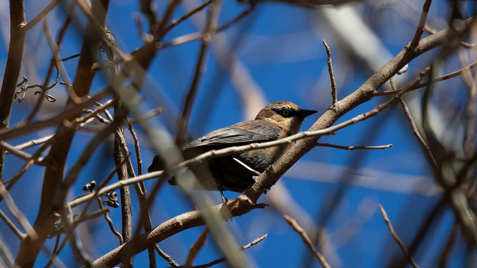 Female rusty blackbird perched on a bare limb