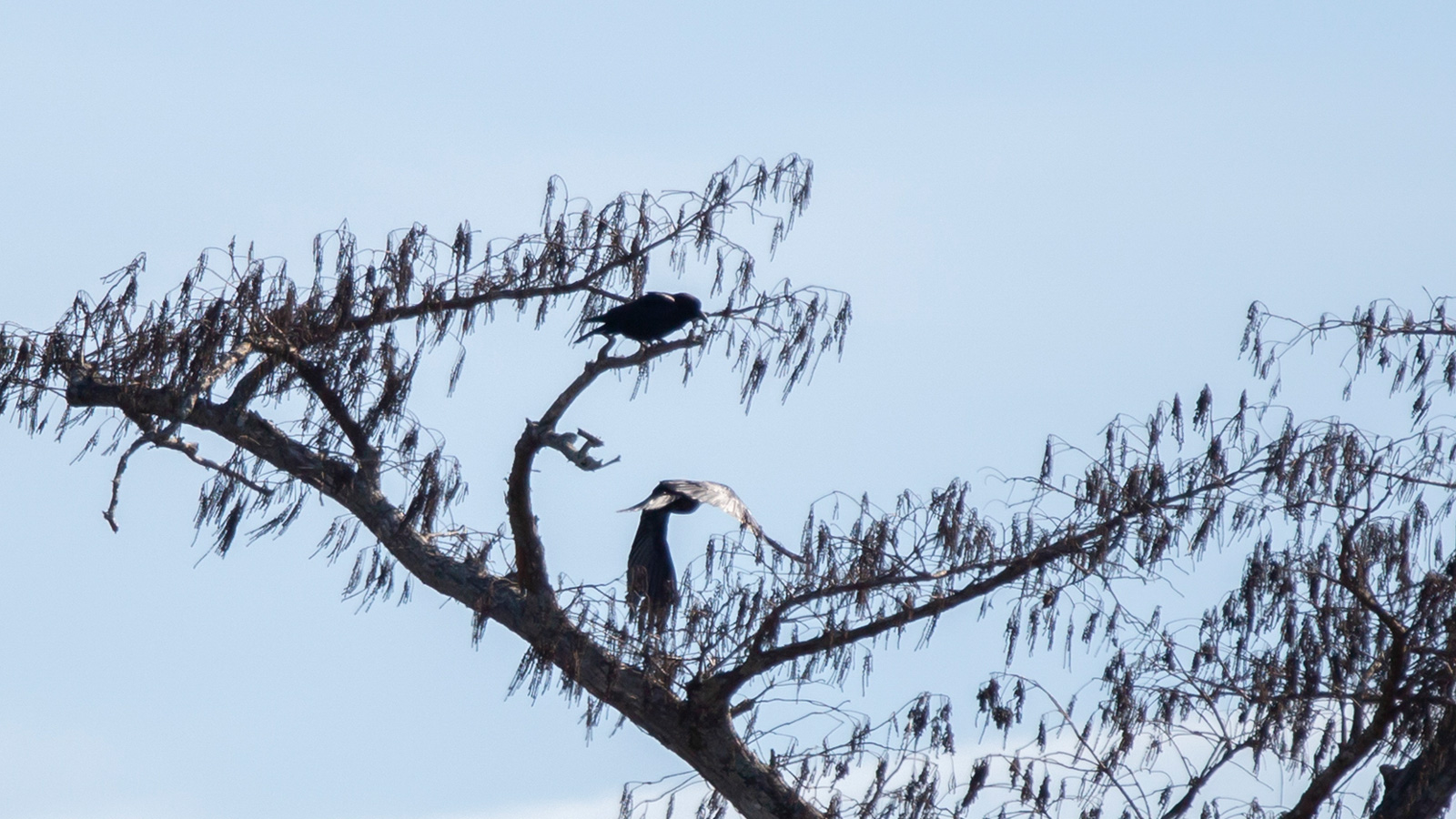 Fish crow flying