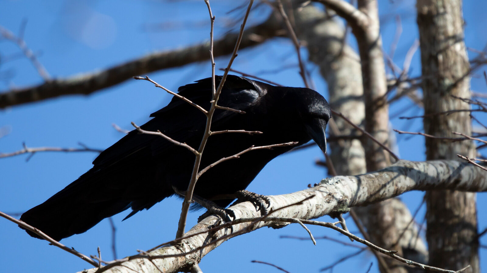 Fish crow looking down