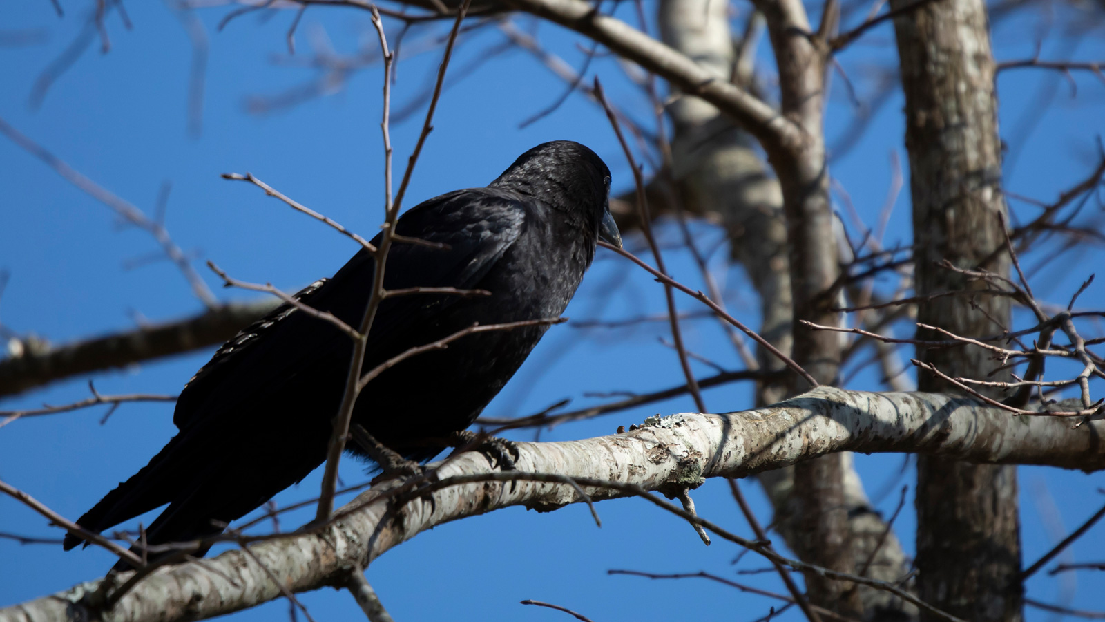 Fish crow looking to the side