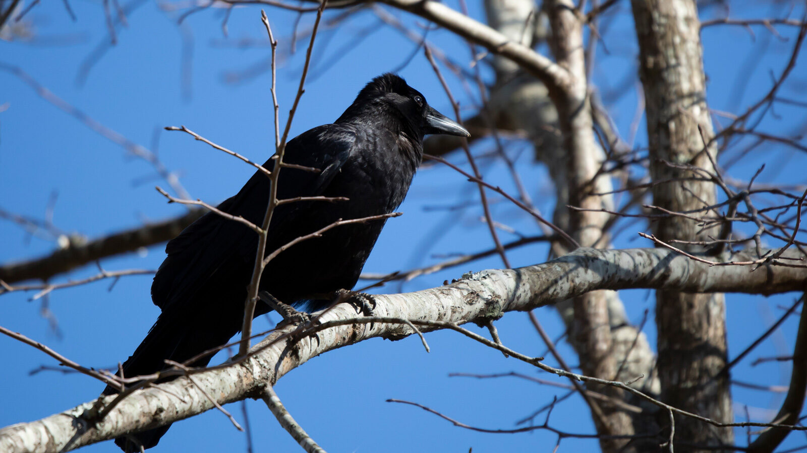 Fish crow perched on a branch