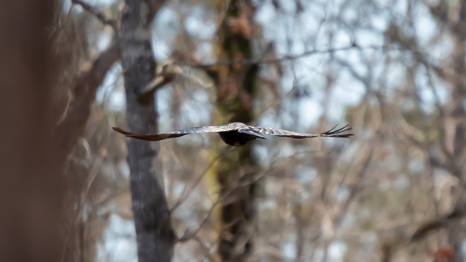 Fish crow in flight