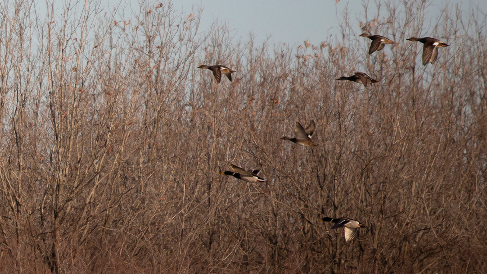 Gadwall and mallard ducks flying in front of trees