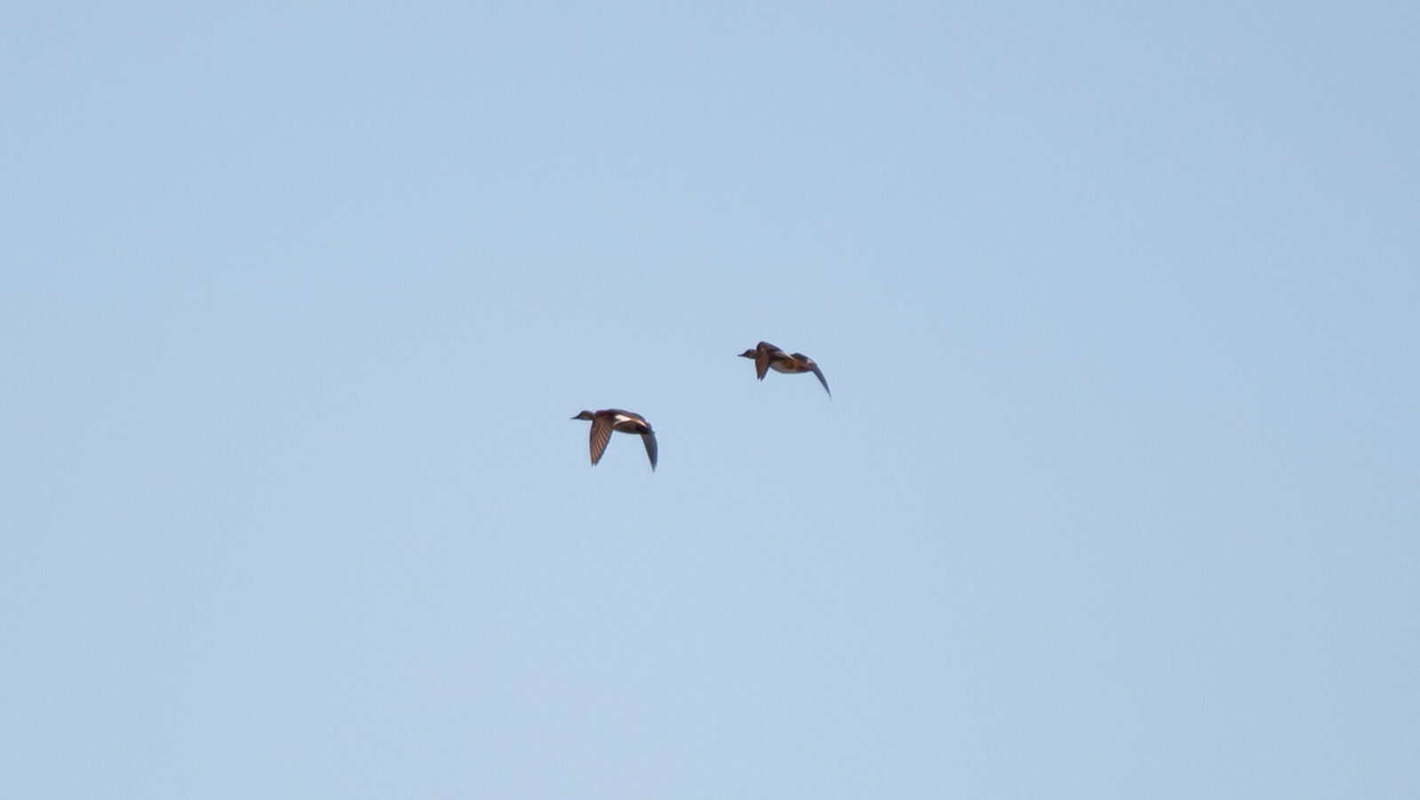 Gadwall ducks flying in the sky