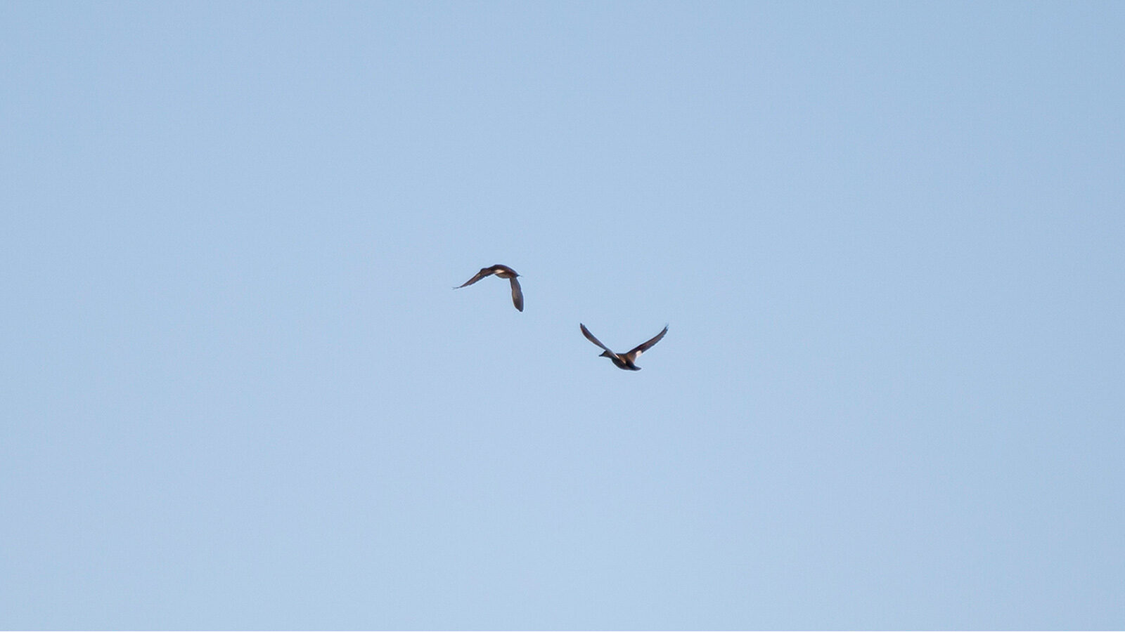 Gadwall ducks flying in the sky