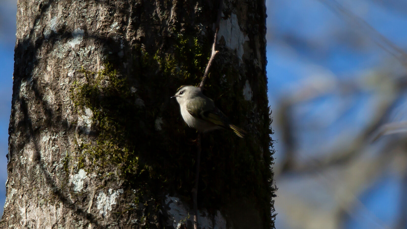 Golden-crowned kinglet perched in a tree