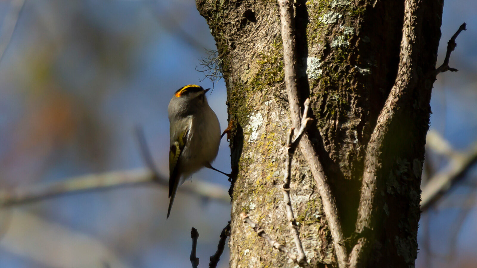 Golden-crowned kinglet foraging in a tree