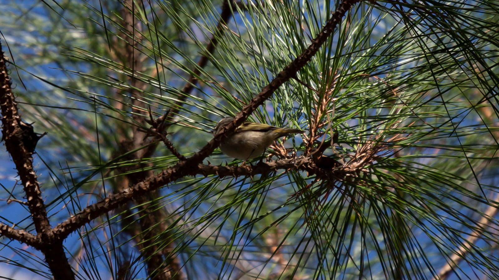 Golden-crowned kinglet standing on a limb