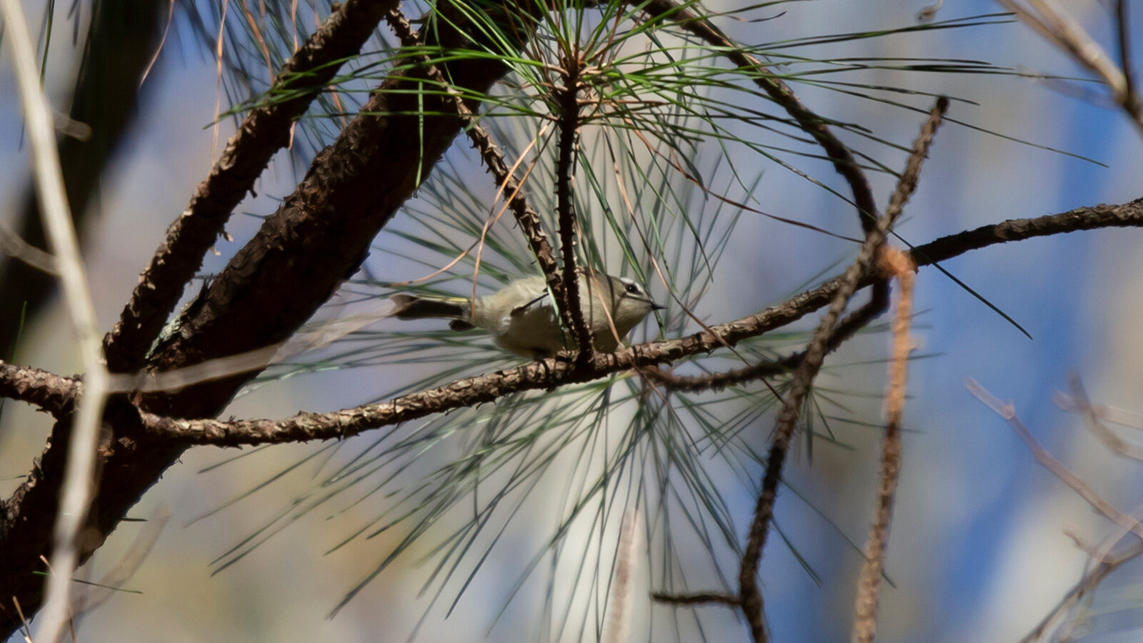 Golden-crowned kinglet standing on a limb