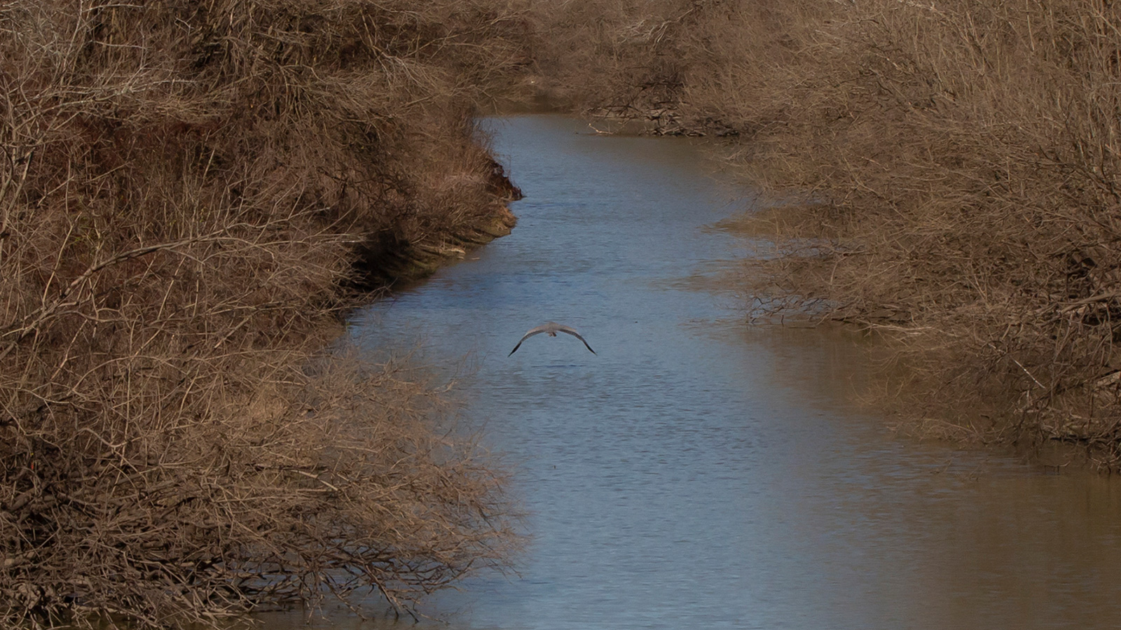 Great blue heron flying above water