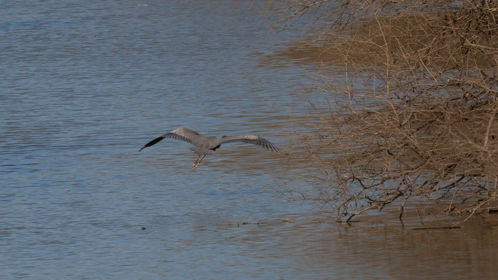 Great blue heron flying above water