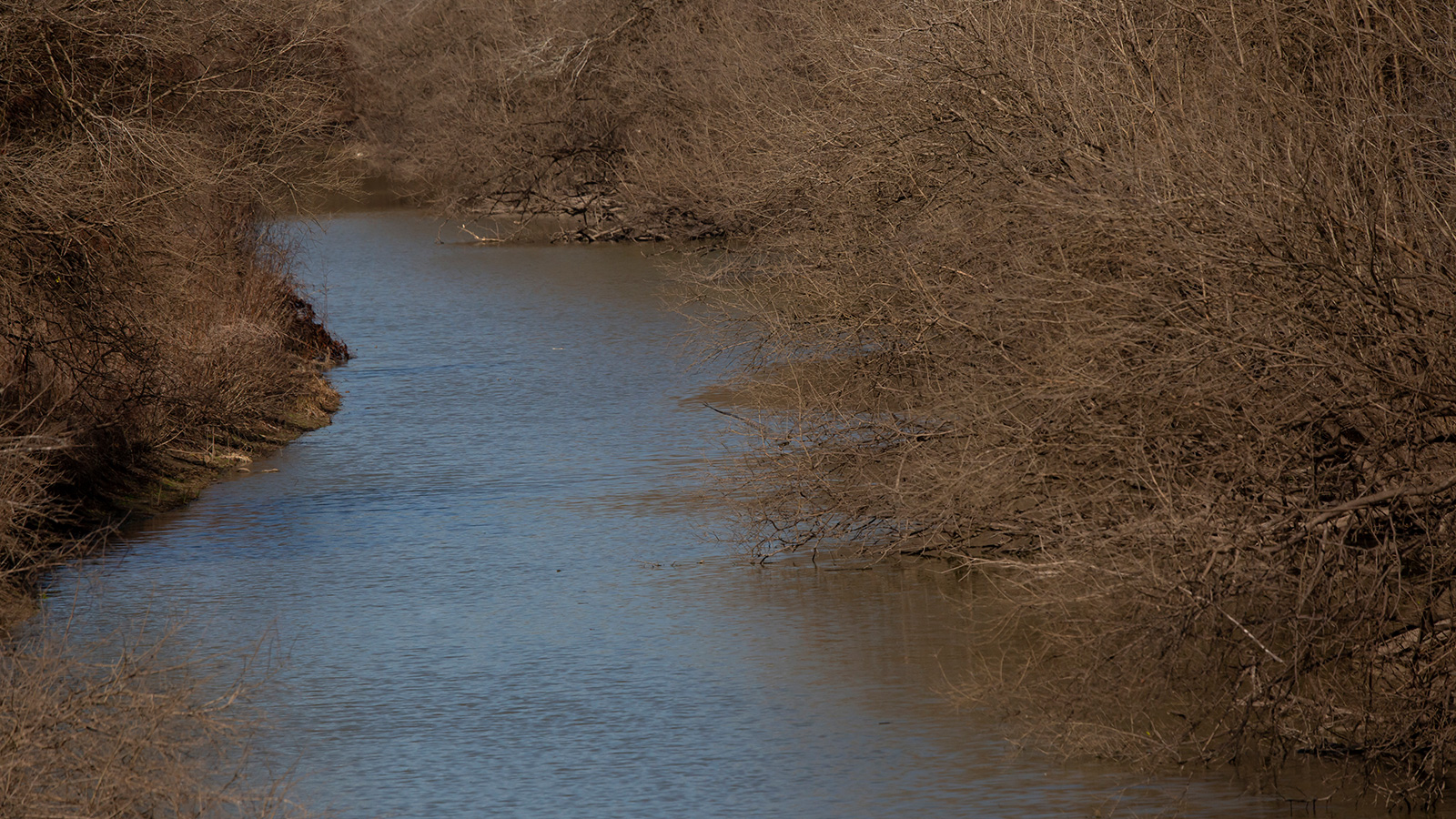 Great blue heron standing in water