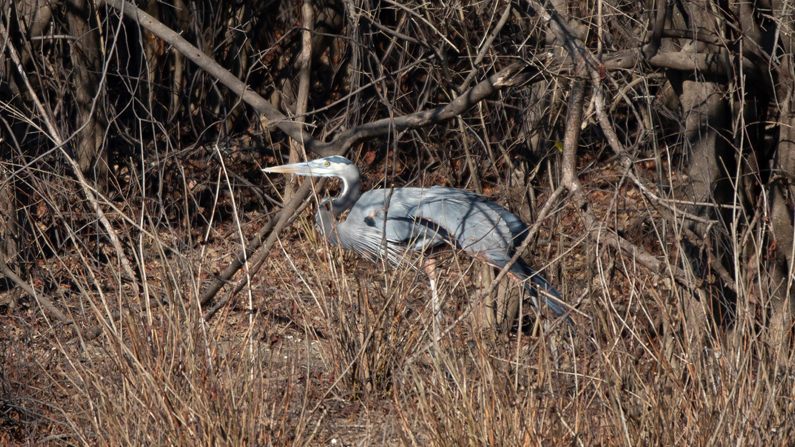 Great blue heron standing in tall grass