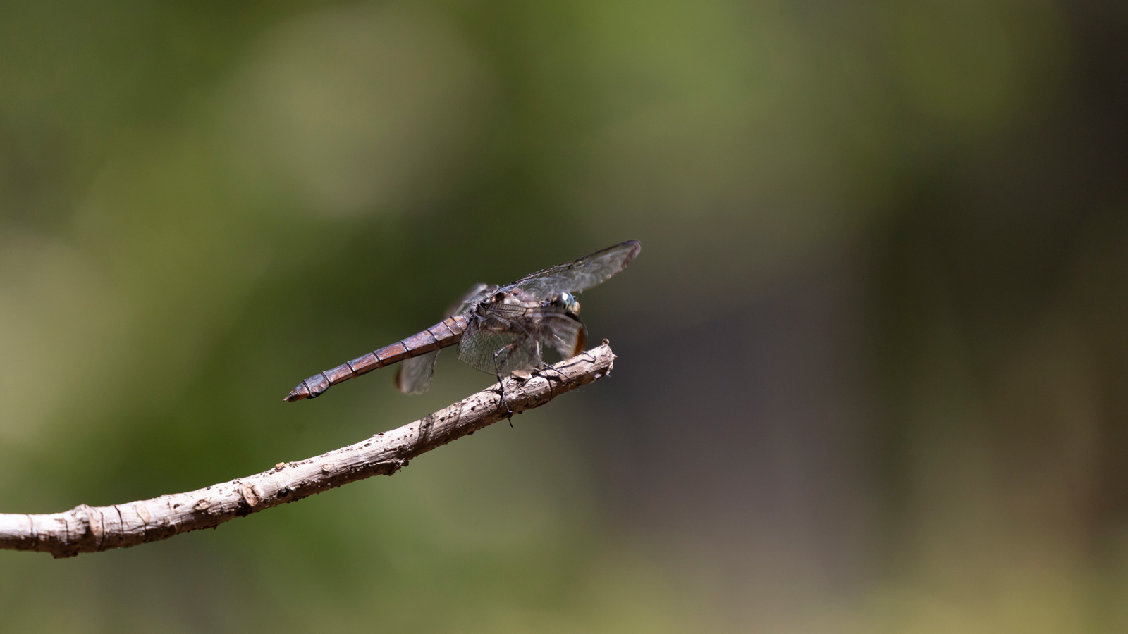 Great blue skimmer perched on a twig
