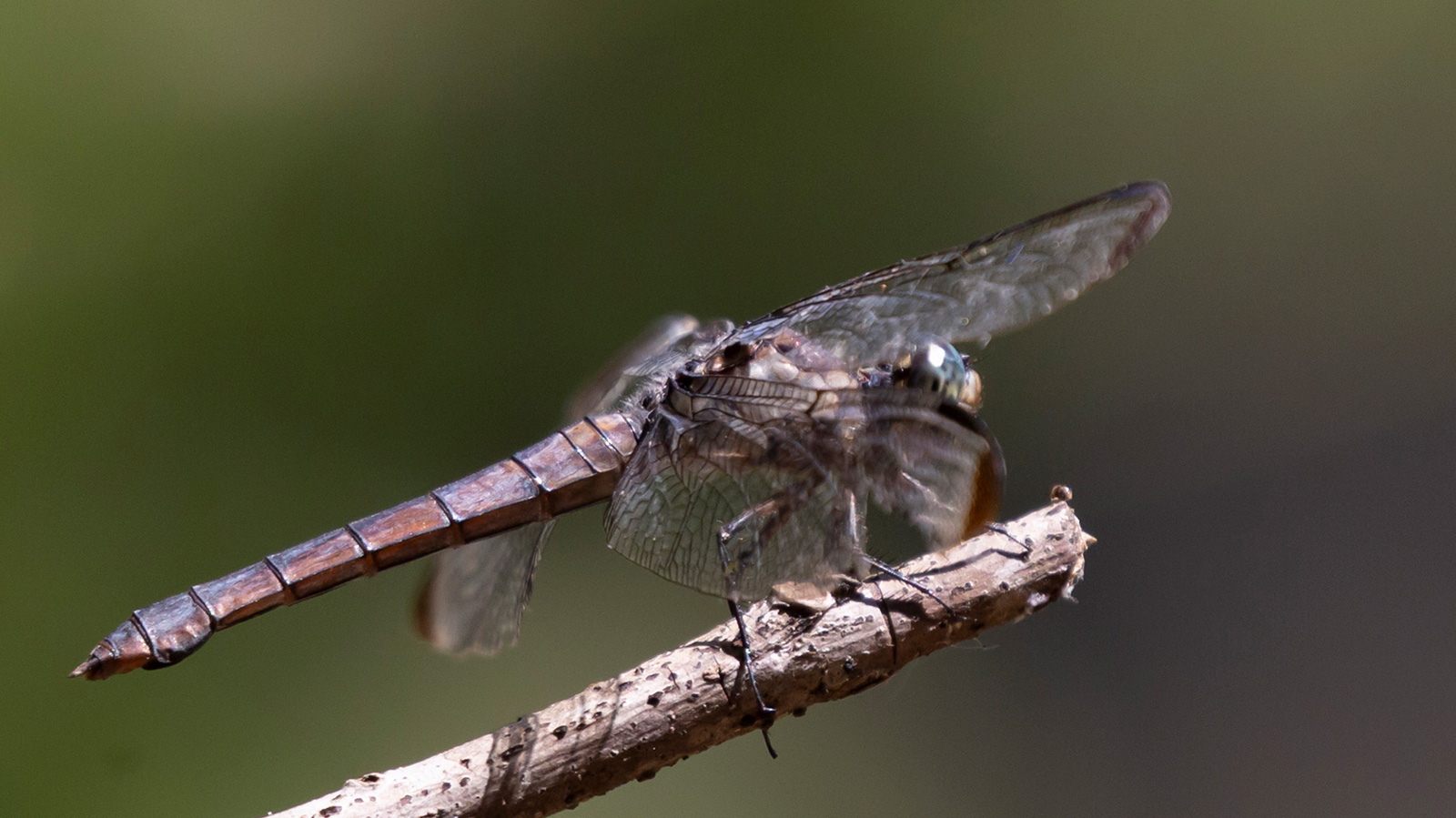 Great blue skimmer perched on a twig
