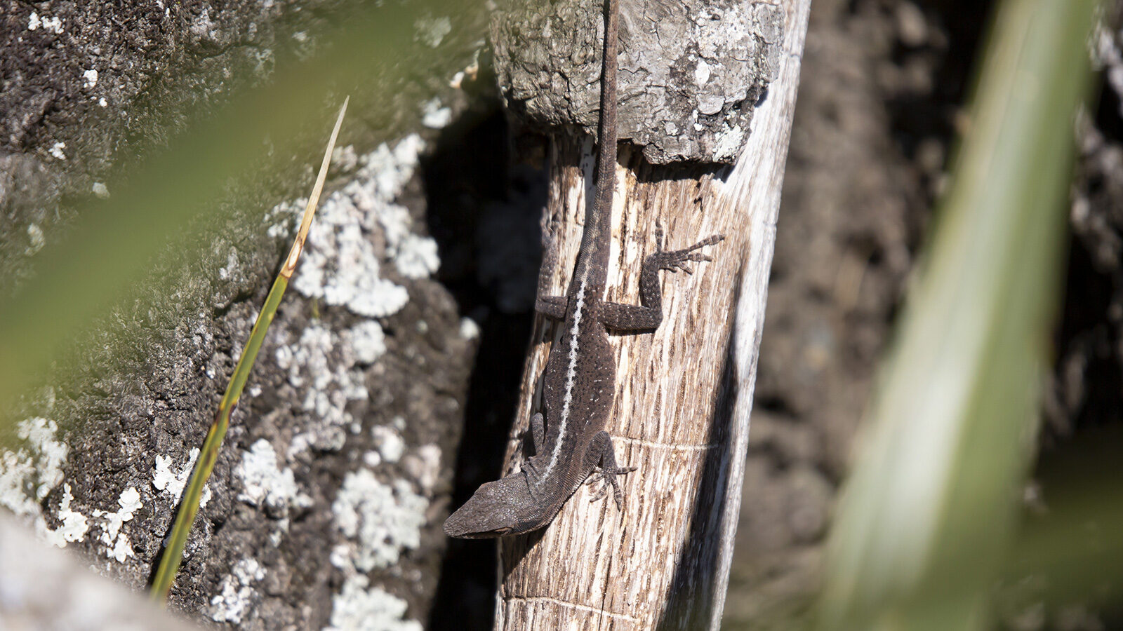Green anole brown phase climbing on a tree trunk