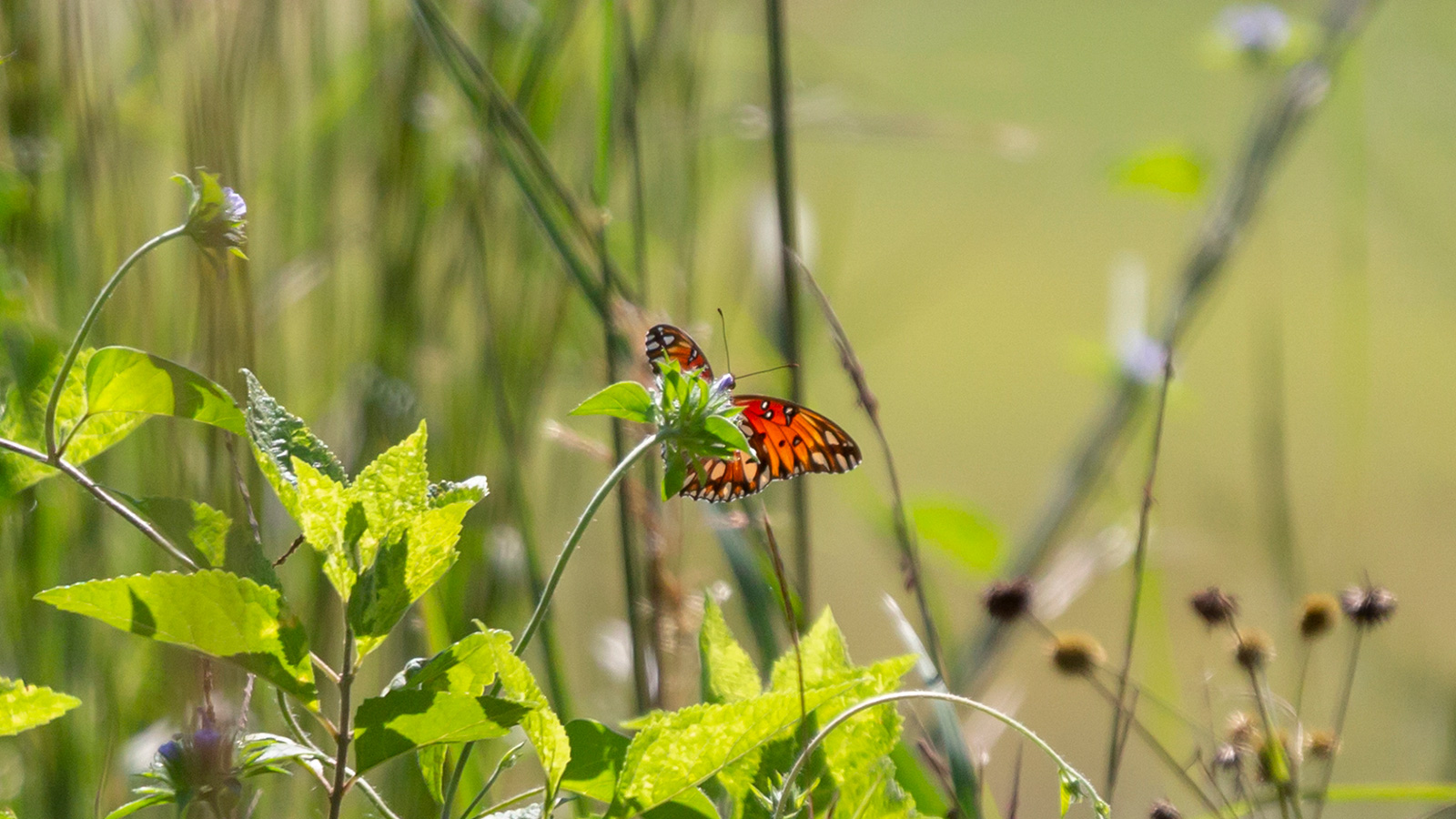 Gulf Fritillary