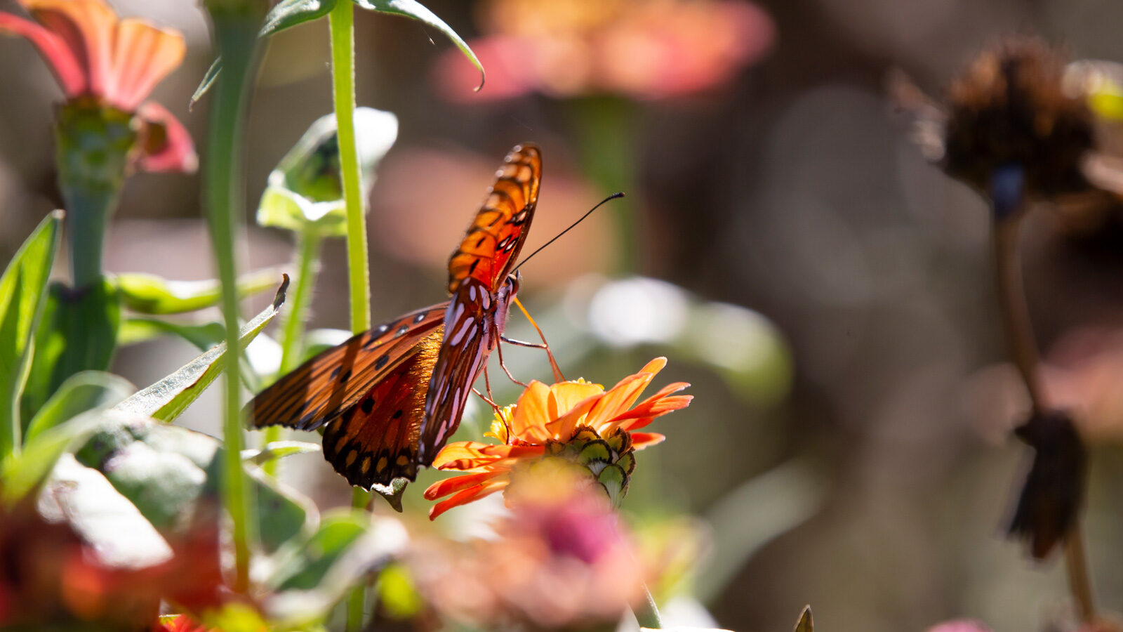 Gulf fritillary butterfly drinking nectar from an orange flower