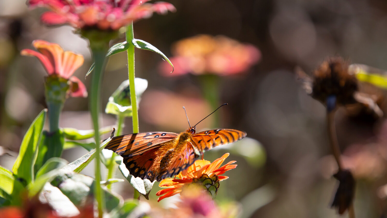 Gulf fritillary butterfly drinking nectar from an orange flower