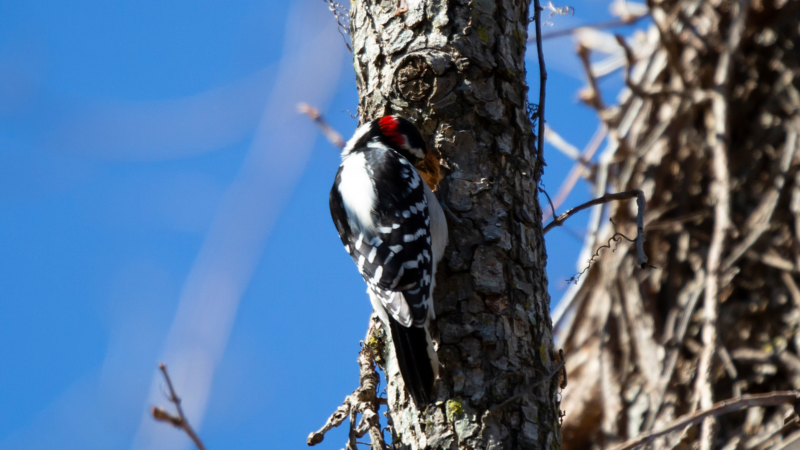 Hairy woodpecker foraging in a tree trunk