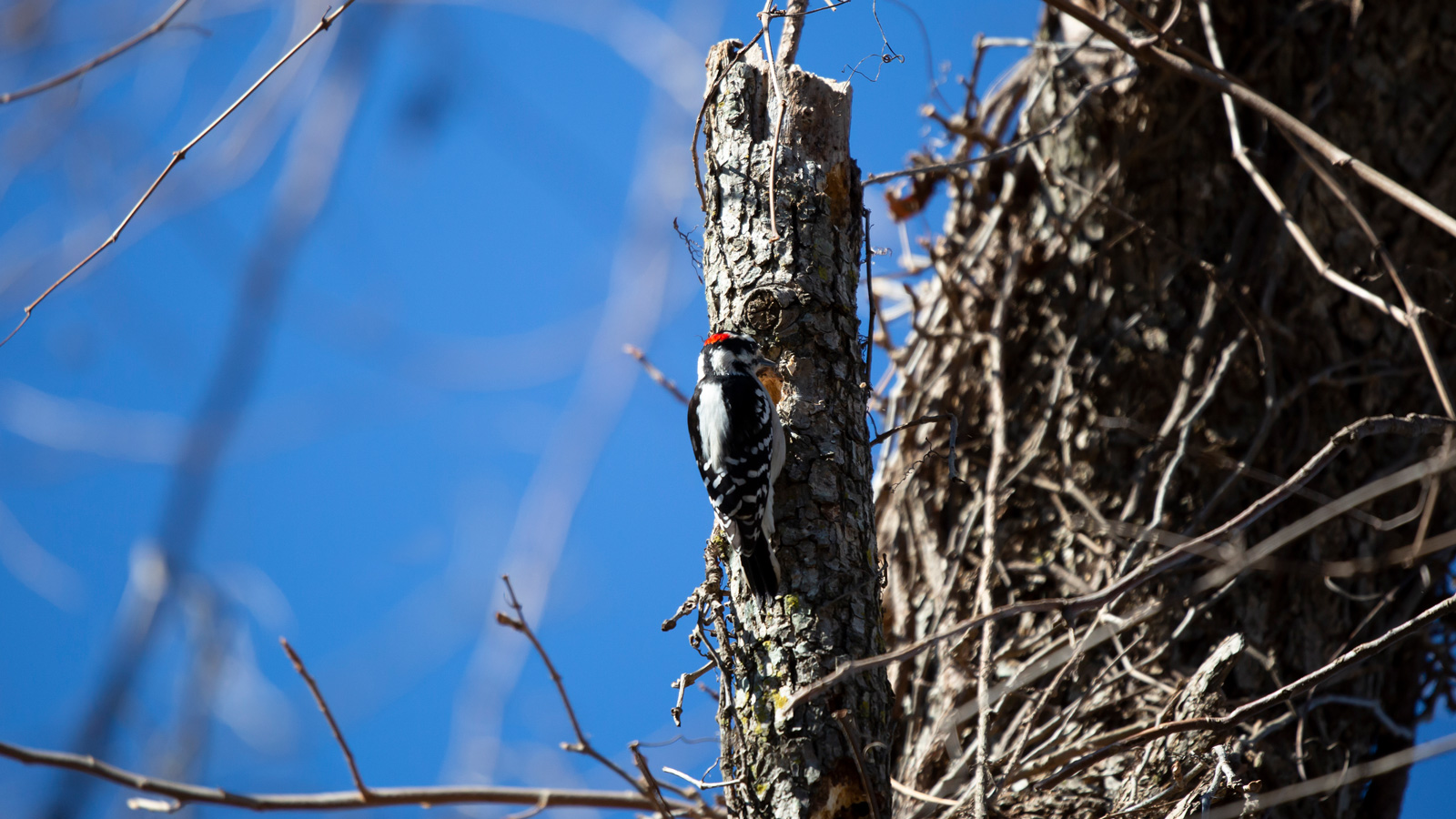 Hairy woodpecker foraging in a tree trunk