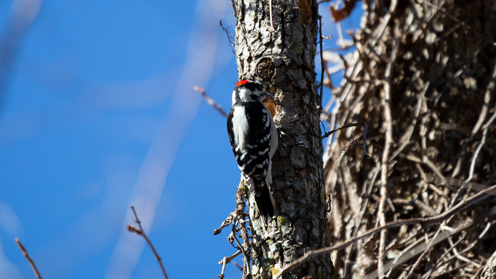 Hairy woodpecker foraging in a tree trunk